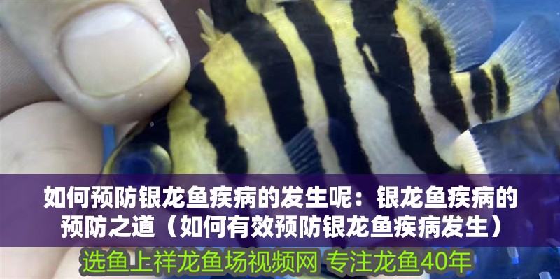 如何預防銀龍魚疾病的發生呢：銀龍魚疾病的預防之道（如何有效預防銀龍魚疾病發生）
