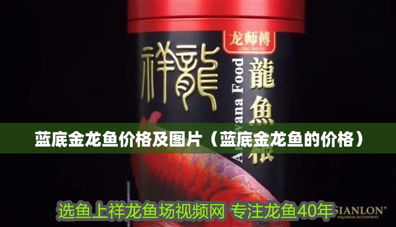 藍底金龍魚價格及圖片（藍底金龍魚的價格）