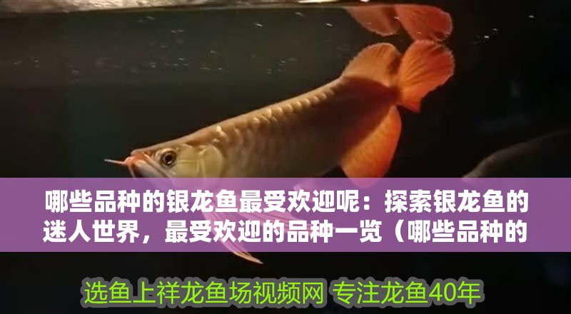 哪些品種的銀龍魚最受歡迎呢：探索銀龍魚的迷人世界，最受歡迎的品種一覽（哪些品種的銀龍魚最受歡迎）