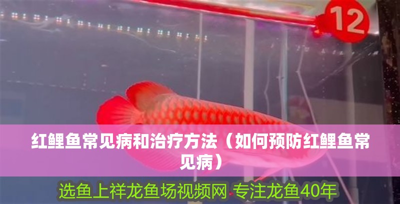 紅鯉魚常見病和治療方法（如何預(yù)防紅鯉魚常見?。?></span></p></div><blockquote style='border:1px #d0d4c8 dashed;background-color:#f4f5f6'><p class=