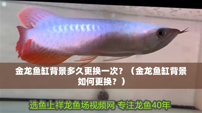 金龍魚缸背景多久更換一次？（金龍魚缸背景如何更換？）