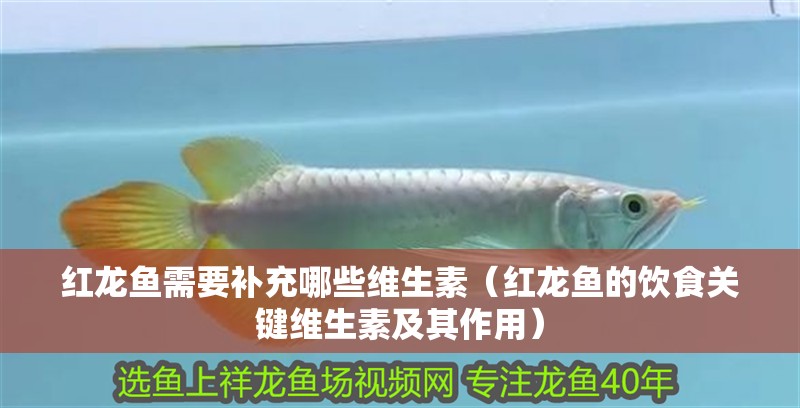 紅龍魚需要補充哪些維生素（紅龍魚的飲食關鍵維生素及其作用）