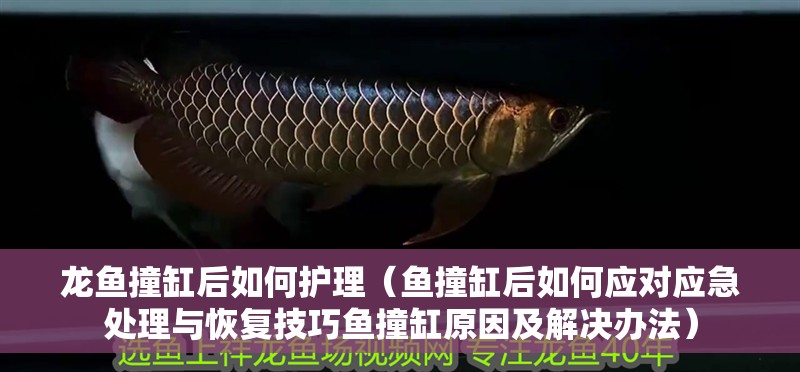 龍魚撞缸后如何護理（魚撞缸后如何應對應急處理與恢復技巧魚撞缸原因及解決辦法）