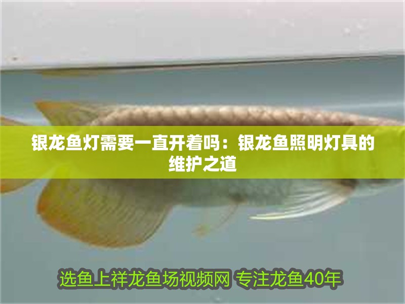 銀龍魚燈需要一直開著嗎：銀龍魚照明燈具的維護之道