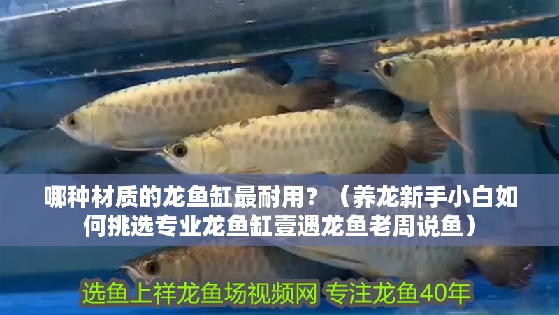 哪種材質的龍魚缸最耐用？（養龍新手小白如何挑選專業龍魚缸壹遇龍魚老周說魚）