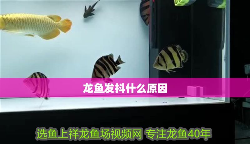 龍魚發抖什么原因
