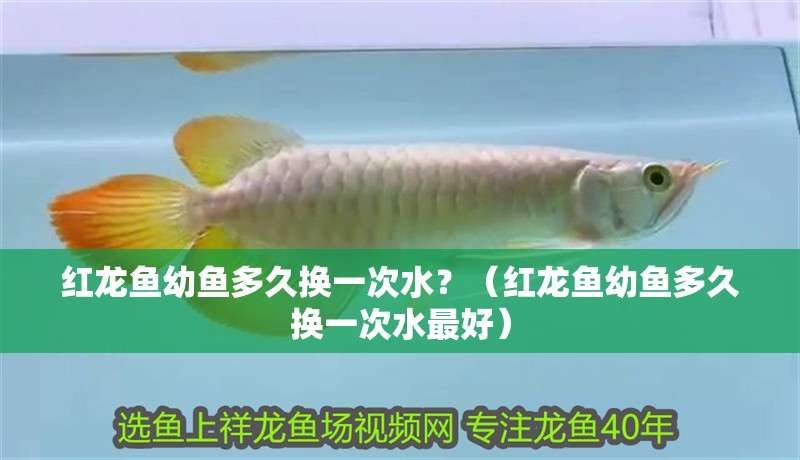 紅龍魚幼魚多久換一次水？（紅龍魚幼魚多久換一次水最好）
