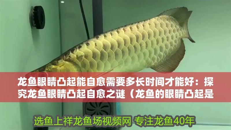 龍魚眼睛凸起能自愈需要多長時間才能好：探究龍魚眼睛凸起自愈之謎（龍魚的眼睛凸起是否可以自愈）