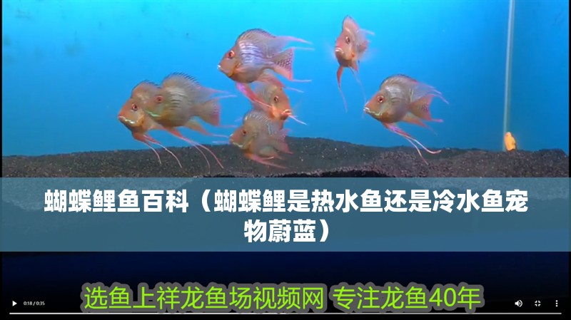 蝴蝶鯉魚百科（蝴蝶鯉是熱水魚還是冷水魚寵物蔚藍）