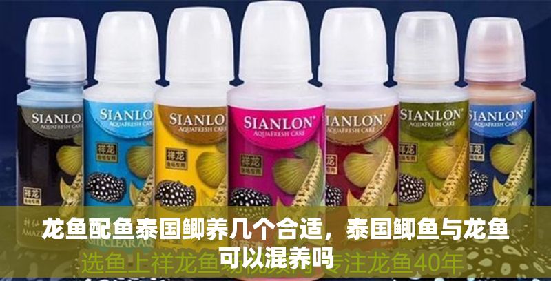龍魚配魚泰國(guó)鯽養(yǎng)幾個(gè)合適，泰國(guó)鯽魚與龍魚可以混養(yǎng)嗎