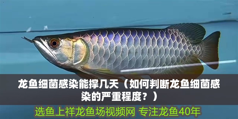 龍魚細菌感染能撐幾天（如何判斷龍魚細菌感染的嚴重程度？）