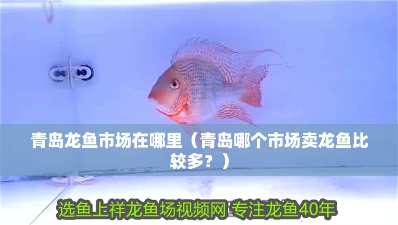 青島龍魚市場在哪里（青島哪個市場賣龍魚比較多？）
