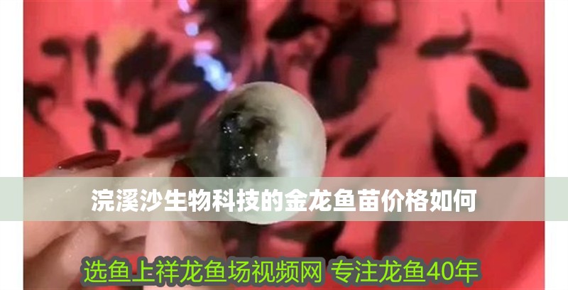浣溪沙生物科技的金龍魚苗價格如何