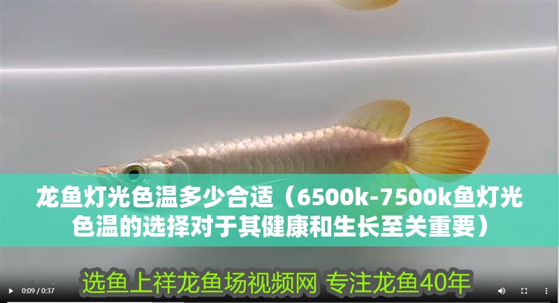 龍魚燈光色溫多少合適（6500k-7500k魚燈光色溫的選擇對于其健康和生長至關重要）