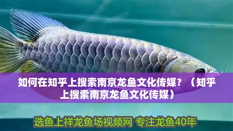 如何在知乎上搜索南京龍魚文化傳媒？（知乎上搜索南京龍魚文化傳媒）