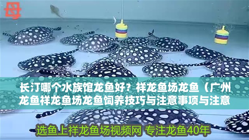 長汀哪個水族館龍魚好？祥龍魚場龍魚（廣州龍魚祥龍魚場龍魚飼養技巧與注意事項與注意事項）