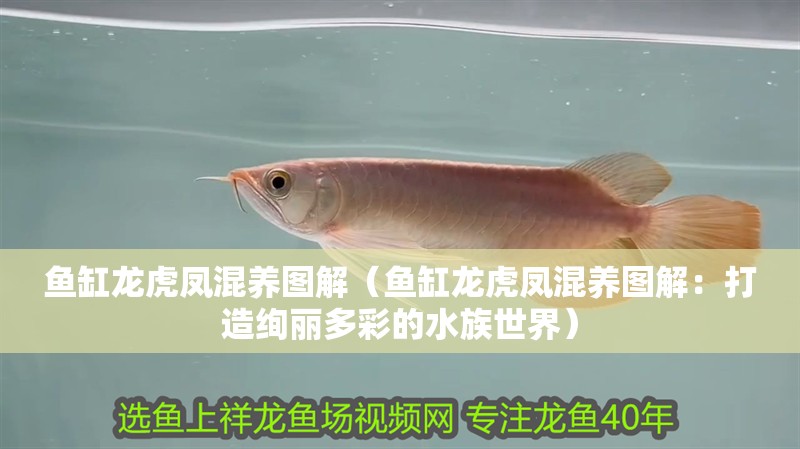 魚缸龍虎鳳混養圖解（魚缸龍虎鳳混養圖解：打造絢麗多彩的水族世界）