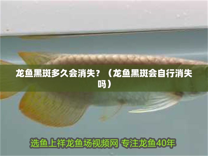 龍魚黑斑多久會消失？（龍魚黑斑會自行消失嗎）