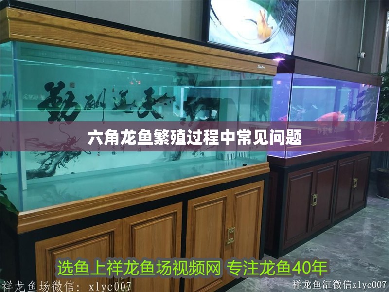 六角龍魚繁殖過程中常見問題