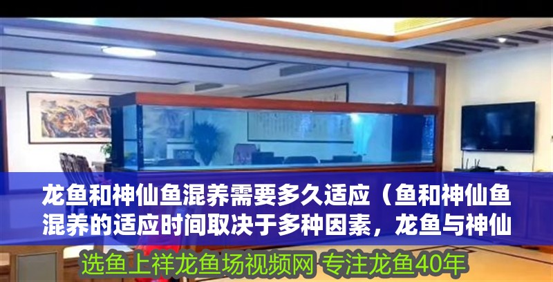 龍魚和神仙魚混養(yǎng)需要多久適應(yīng)（魚和神仙魚混養(yǎng)的適應(yīng)時間取決于多種因素，龍魚與神仙魚的混養(yǎng)）