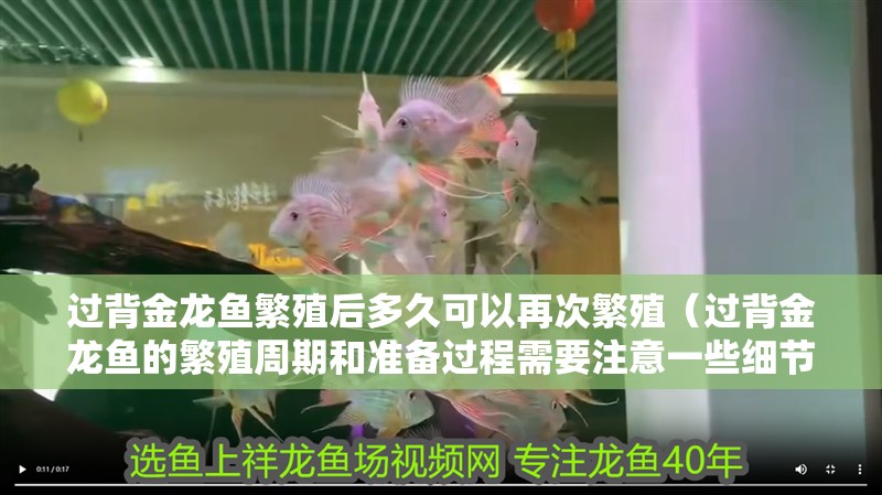 過背金龍魚繁殖后多久可以再次繁殖（過背金龍魚的繁殖周期和準備過程需要注意一些細節）