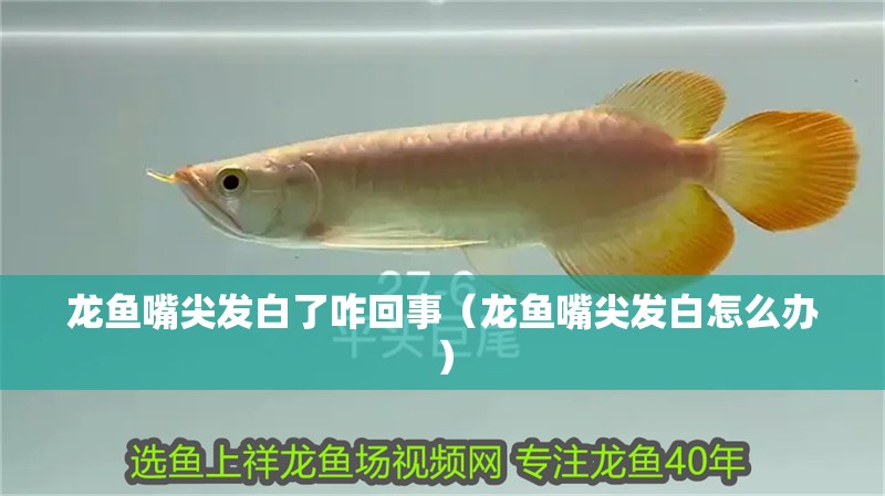 龍魚嘴尖發白了咋回事（龍魚嘴尖發白怎么辦）