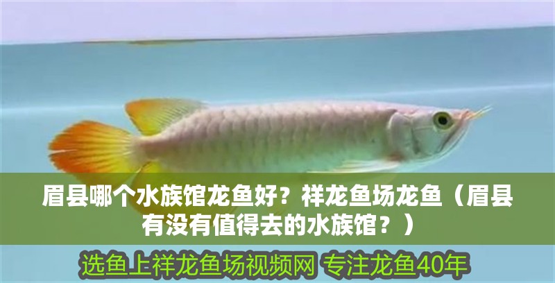 眉縣哪個水族館龍魚好？祥龍魚場龍魚（眉縣有沒有值得去的水族館？）