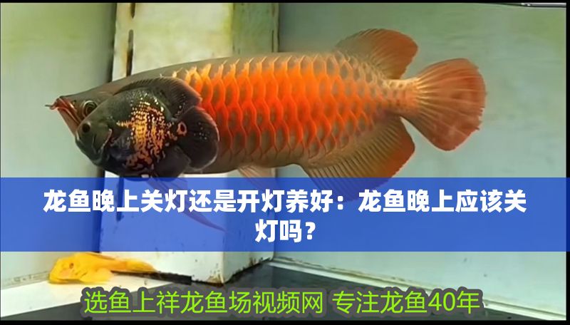 龍魚晚上關燈還是開燈養好：龍魚晚上應該關燈嗎？