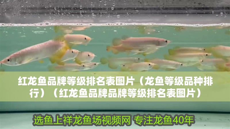 紅龍魚品牌等級排名表圖片（龍魚等級品種排行）（紅龍魚品牌品牌等級排名表圖片）