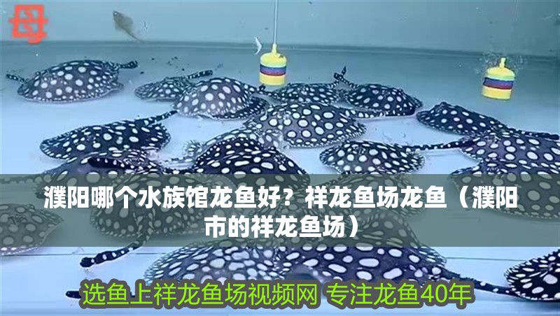 濮陽哪個水族館龍魚好？祥龍魚場龍魚（濮陽市的祥龍魚場）