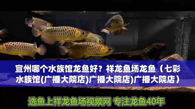 宣州哪個水族館龍魚好？祥龍魚場龍魚（七彩水族館(廣播大院店)廣播大院店)廣播大院店）