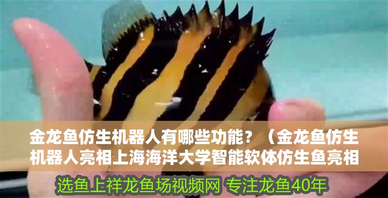 金龍魚仿生機器人有哪些功能？（金龍魚仿生機器人亮相<strong><mark>上海</mark></strong>海洋大學智能軟體仿生魚亮相）