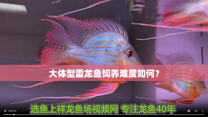 大體型雷龍魚飼養(yǎng)難度如何？