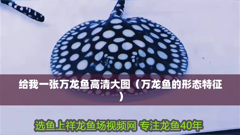 給我一張萬龍魚高清大圖（萬龍魚的形態(tài)特征）