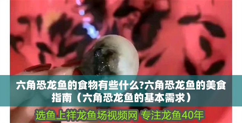 六角恐龍魚的食物有些什么?六角恐龍魚的美食指南（六角恐龍魚的基本需求）