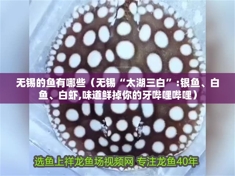 無錫的魚有哪些（無錫“太湖三白”:銀魚、白魚、白蝦,味道鮮掉你的牙嗶哩嗶哩）