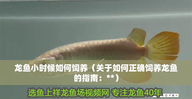 龍魚小時候如何飼養（關于如何正確飼養龍魚的指南：**）