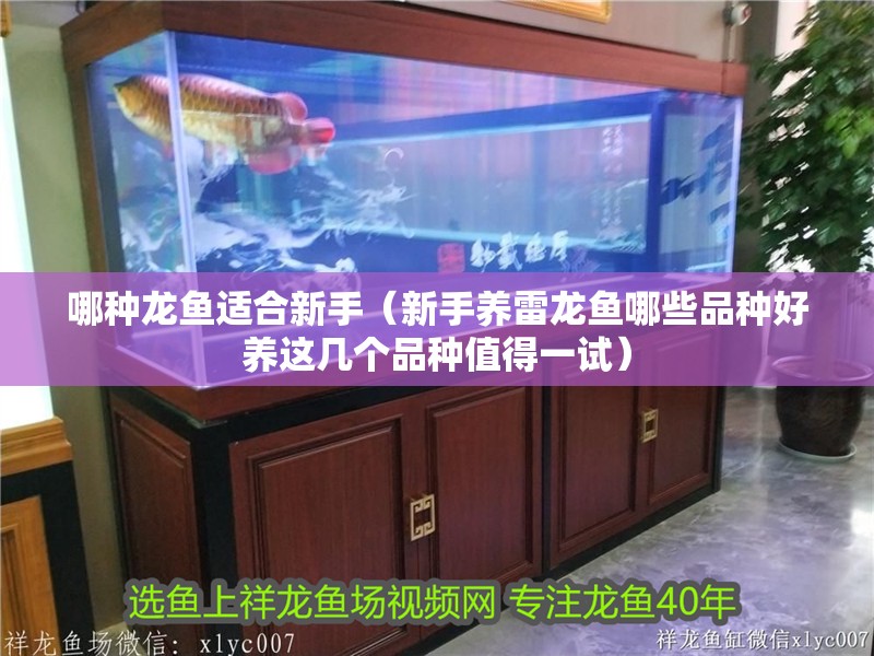 哪種龍魚適合新手（新手養雷龍魚哪些品種好養這幾個品種值得一試）