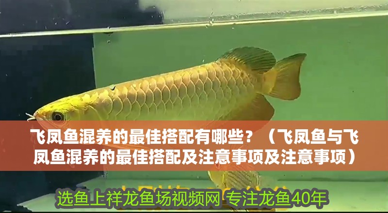 飛鳳魚混養(yǎng)的最佳搭配有哪些？（飛鳳魚與飛鳳魚混養(yǎng)的最佳搭配及注意事項及注意事項）