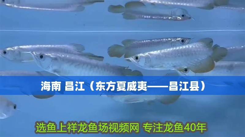 什么魚能和龍魚、虎魚混養(yǎng)(龍魚能和虎魚混養(yǎng)嗎) 海南 昌江(東方夏威夷——昌江縣) 觀賞魚百科 海南 昌江(東方夏威夷——昌江縣) 海南 昌江(東方夏威夷——昌江縣) 觀賞魚百科