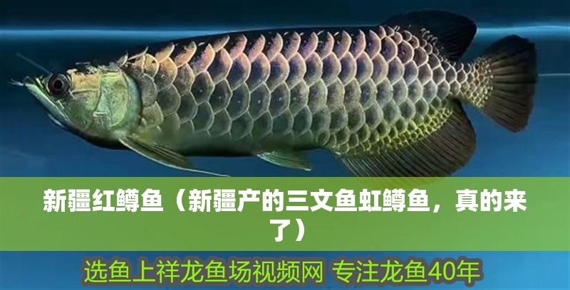 新疆紅鱒魚（新疆產(chǎn)的三文魚虹鱒魚，真的來了）
