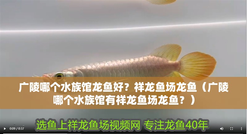 廣陵哪個水族館龍魚好？祥龍魚場龍魚（廣陵哪個水族館有祥龍魚場龍魚？）