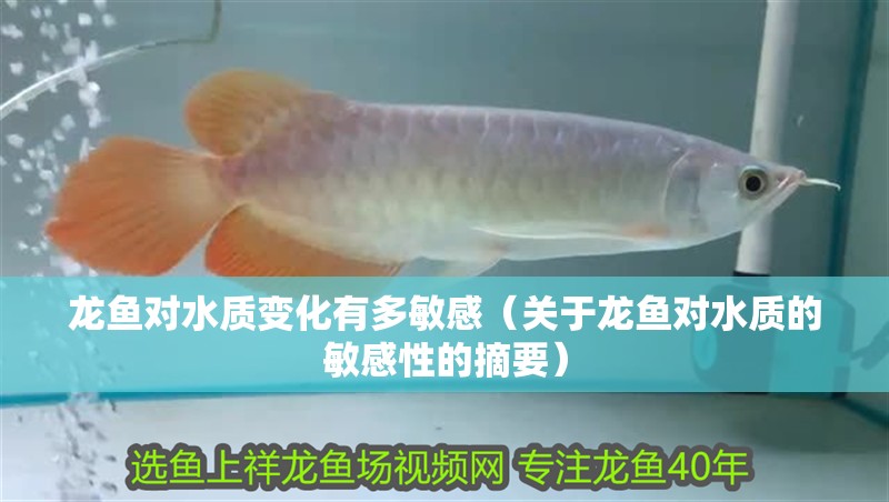 龍魚對水質變化有多敏感（關于龍魚對水質的敏感性的摘要）