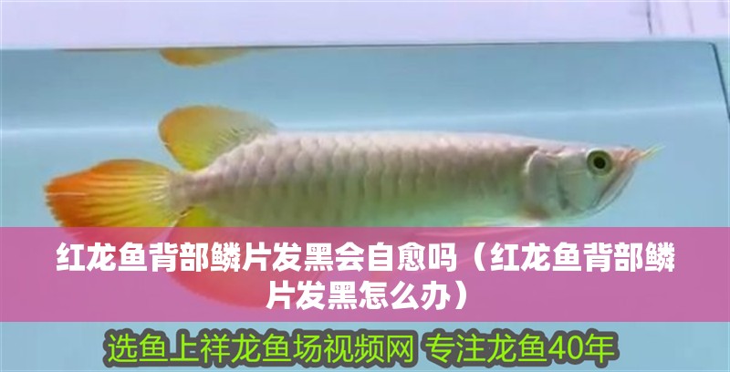 紅龍魚背部鱗片發黑會自愈嗎（紅龍魚背部鱗片發黑怎么辦）