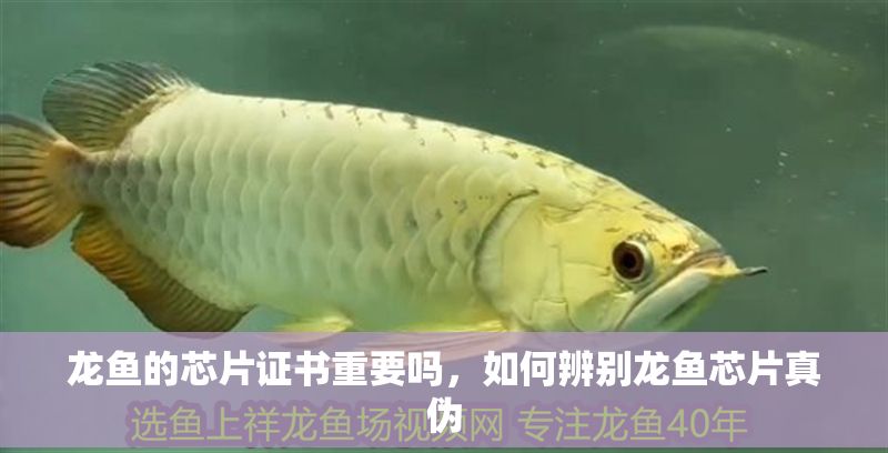 龍魚的芯片證書重要嗎，如何辨別龍魚芯片真偽