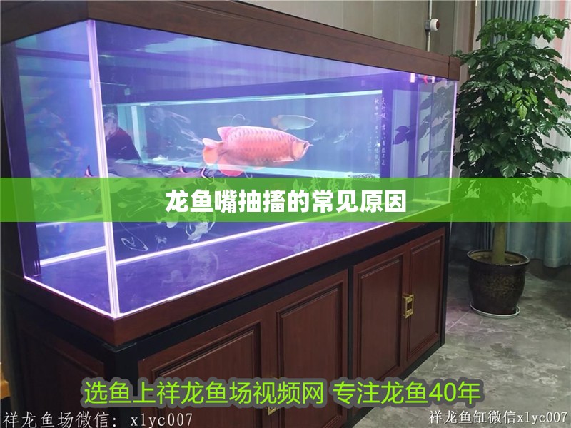 龍魚嘴抽搐的常見原因