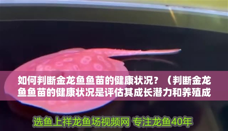 如何判斷金龍魚魚苗的健康狀況？（判斷金龍魚魚苗的健康狀況是評估其成長潛力和養殖成功的關鍵因素）