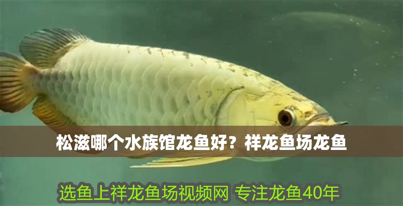 <strong><mark>松滋</mark></strong>哪個水族館龍魚好？祥龍魚場龍魚