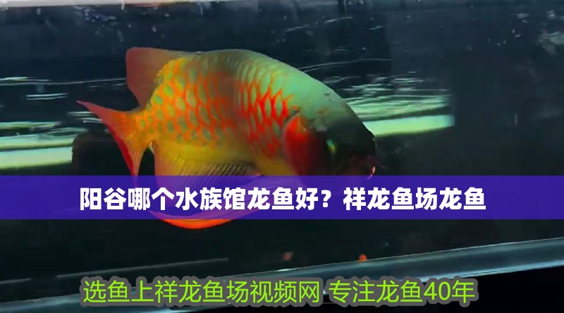 陽谷哪個水族館龍魚好？祥龍魚場龍魚