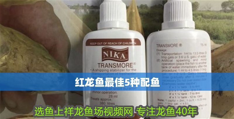 紅龍魚最佳5種配魚